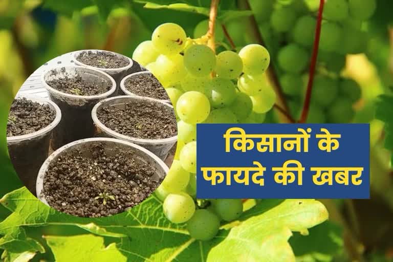 chandigarh new advance grape plant