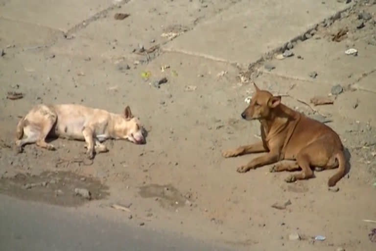 street dog attack in Malappuram  street dog attack men in edavanna  തെരുവുനായയുടെ ആക്രമണം  പട്ടികടിച്ച്  പേപ്പട്ടി ആക്രമണം