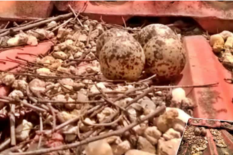 lapwing laid eggs on the roof of the house, forecasters predicted good rains