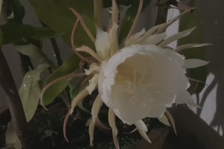 Crowds to see the rare Brahmakamal flower in khordha