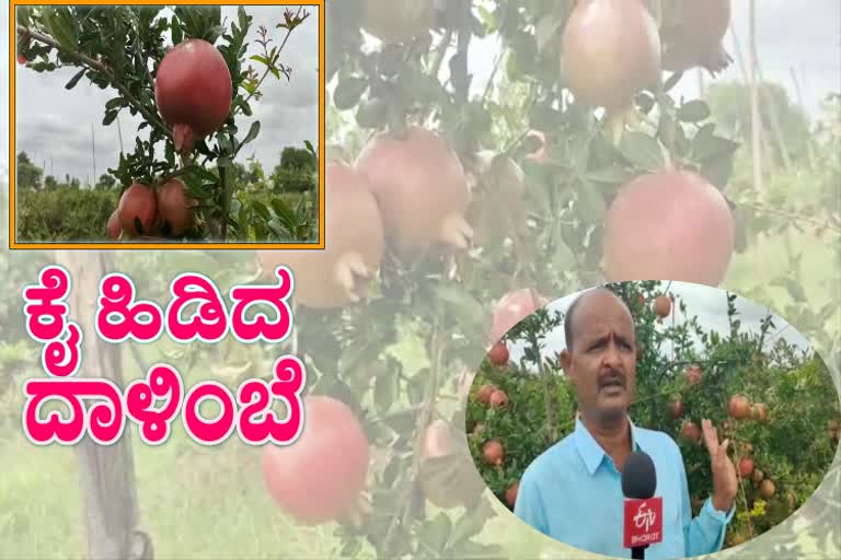 ramesh konsagr got profit by prevent bacterial blight in pomegranates