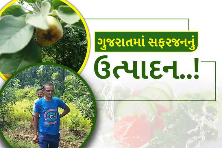 wow-dot-dot-dot-now-apple-production-in-gujarat-an-adventure-by-a-farmer-in-valsad