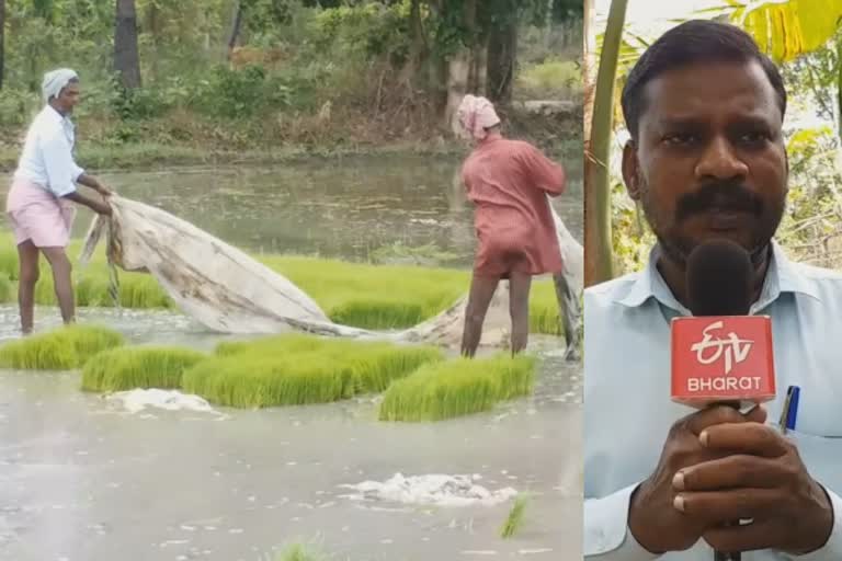 சம்பா சாகுபடி சிறப்பு தொகுப்புத் திட்டம், குறுவை சாகுபடி சிறப்பு தொகுப்புத் திட்டம், திருவாரூர், தமிழ்நாடு விவசாயிகள் சங்கம், திருவாரூர் விவசாயிகள், thiruvarur, thiruvarur farmers, farmers special package schemes, TN CM farmers special package schemes