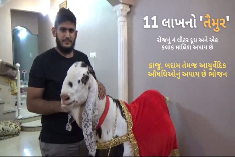 સુરતના એક બિલ્ડરે અધધ 11 લાખમાં 192 કિલો વજન ધરાવતો 'તૈમુર' ખરીદ્યો