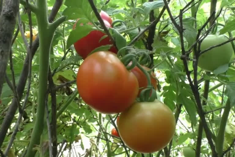 Chamba tomato crop news, चंबा टमाटर फसल न्यूज