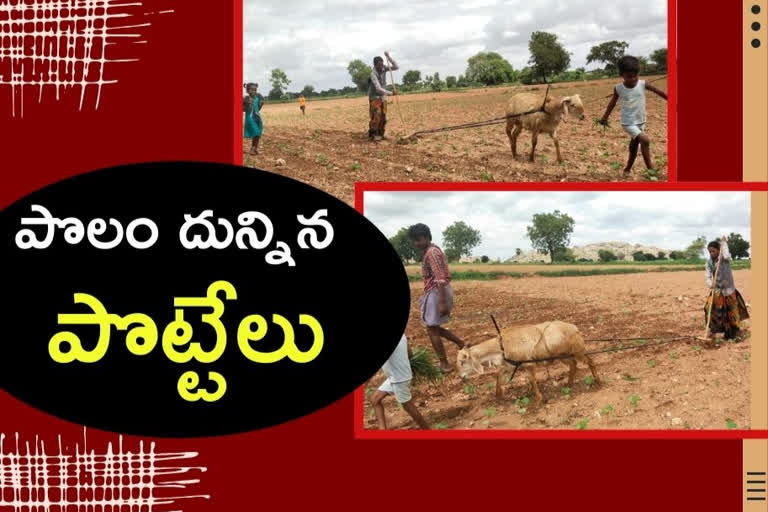 పొట్టేలుతో పొలం దున్నించిన రైతు