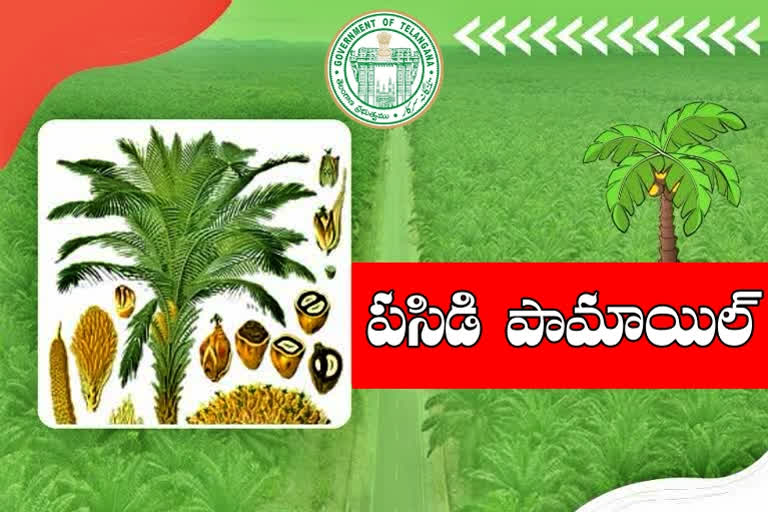 OILPALM: ఆయిల్​పామ్​ సాగును ప్రోత్సహించే దిశగా సర్కారు అడుగులు