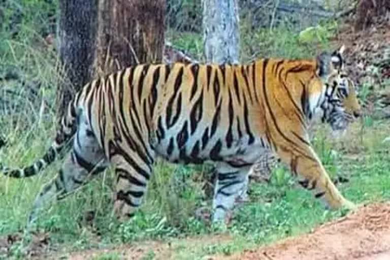 Tiger attacked woman in West Champaran