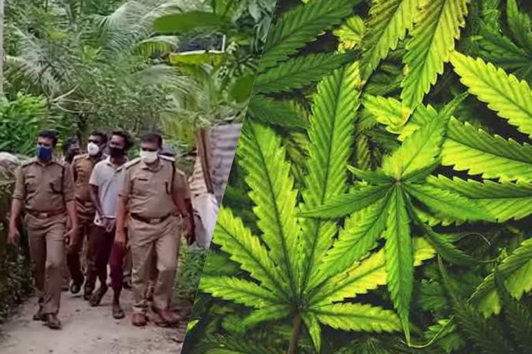 Petrol bomb attack against Police  11 arrested including main culprit in cannabis mafia  cannabis mafia  കഞ്ചാവ് മാഫിയ  കഞ്ചാവ്  cannabis  പെട്രോള്‍ ബോംബ്  കഞ്ചാവ് മാഫിയ സംഘത്തിലെ മുഖ്യപ്രതി  തിരുവനന്തപുരം വാര്‍ത്ത  Thiruvananthapuram news  നെയ്യാർഡാം പൊലീസ്  പോലീസ്  കേരള പോലീസ്  kerala police