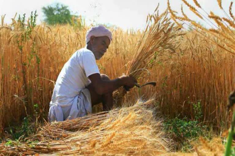 Rajasthan farmers to get Rs 1,000 monthly grant under Kisan Mitra Urja Yojna