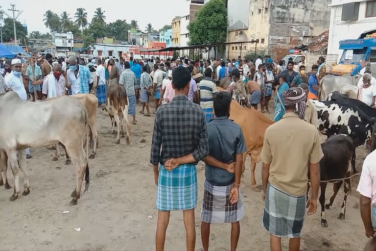 andhiyur-cattle-market-opened-after-two-months