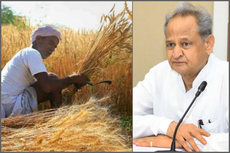 Rajasthan farmers