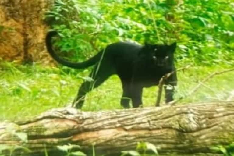 Black Leopard