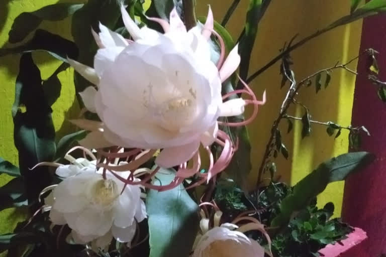 6 Brahma Kamal bloomed together in Bhanupratappur of kanker