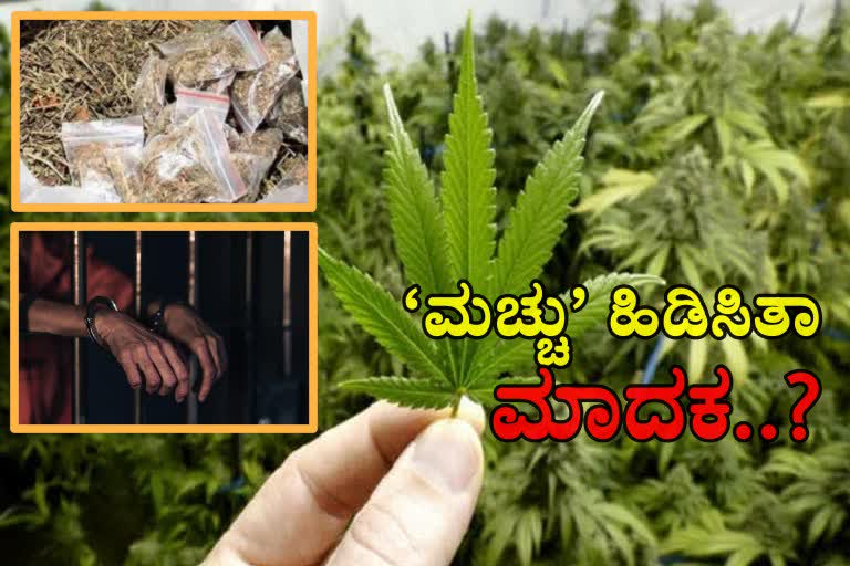crime-rate-increased-in-hubballi-leads-doubt-about-consumption-of-marijuana