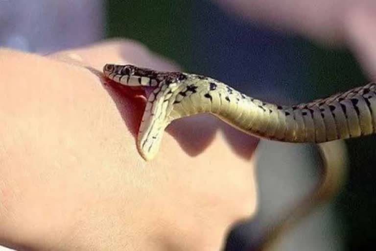 14-year-old-girl-dies-in-una-due-to-snake-bite