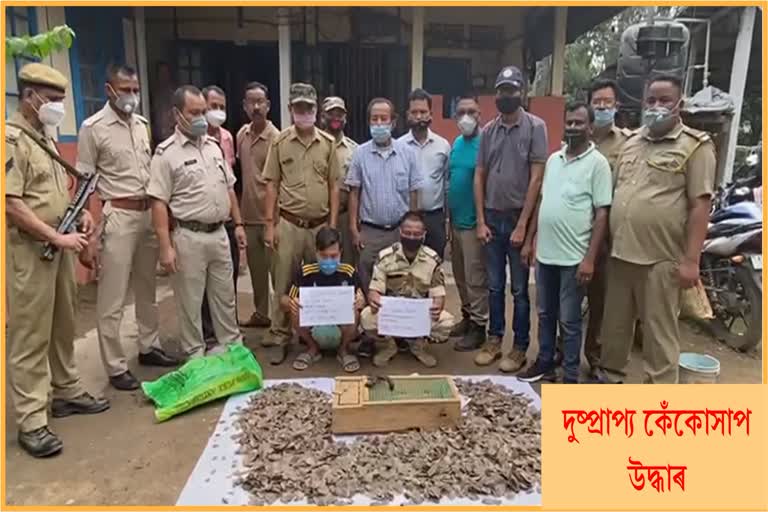 two-arrested-in-bokajan-with-12-geckos-and-pangolin-scales