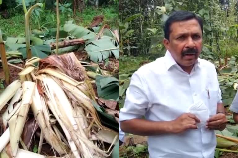 kothamangalam elephant attack  eranakulam elephant attack  kottappadi elephant attack  കോതമംഗലം കാട്ടാന ആക്രമണം  എറണാകുളം കാട്ടാന ആക്രമണം  കോട്ടപ്പടി കാട്ടാന ആക്രമണം