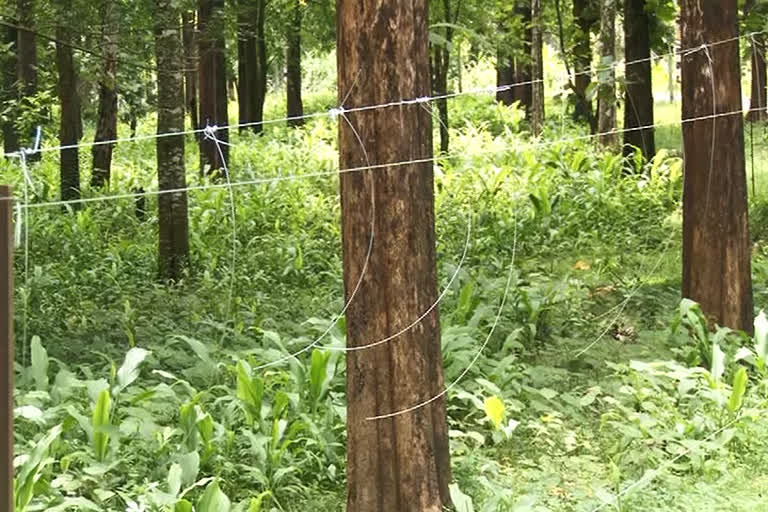 kerala hanging fencing news  hanging fencing against wild animals  vadattupara hanging fencing news  കേരള ഹാങ്ങിങ് ഫെൻസിങ്  വടാട്ടുപാറയിൽ ഹാങ്ങിങ് ഫെൻസിങ്  വടാട്ടുപാട കാട്ടാന ആക്രമണം വാർത്ത