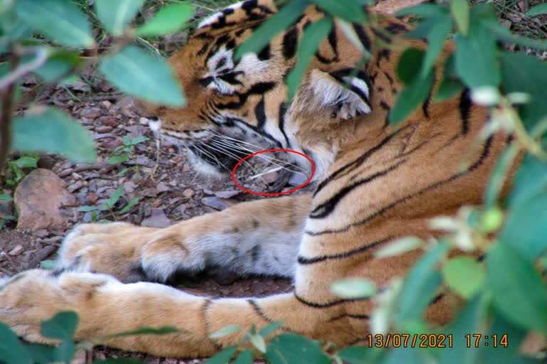 बाघिन टी-84 , रणथंभौर में बाघ , रणथम्भौर नेशनल पार्क,  बाघिन को ट्रेंकुलाइज , Tigress T-84,  tiger in ranthambore,  Ranthambore National Park
