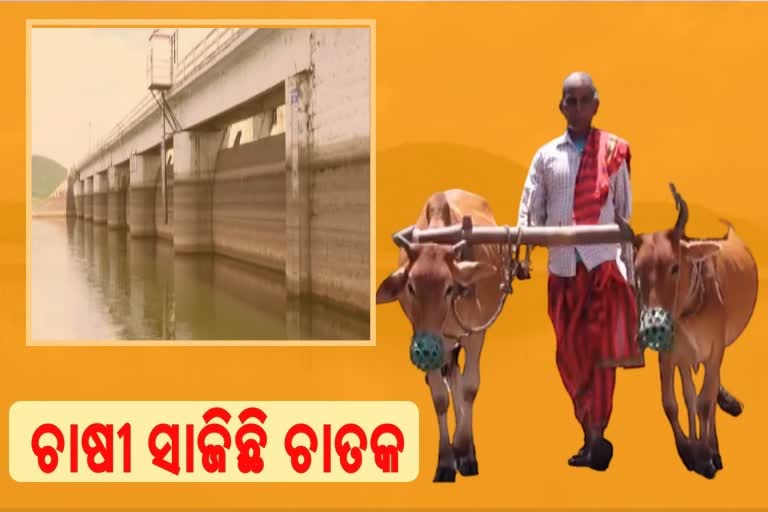 ଶୁଖିବାକୁ ବସିଲାଣି ଜଳସେଚନ ପ୍ରକଳ୍ପ,  ଚିନ୍ତାରେ ଚାଷୀ