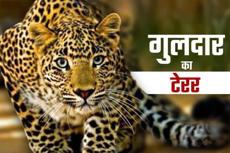 Leopard terror in uttarkashi