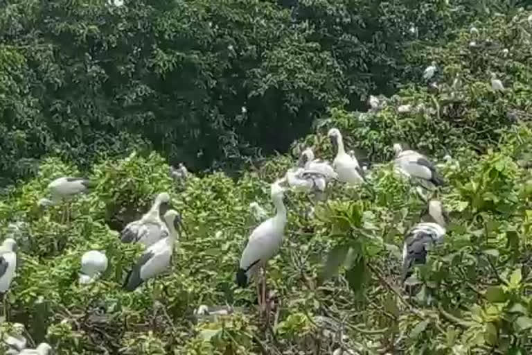 কুলিক পক্ষীনিবাসের বাড়ছে পরিযায়ী পাখি