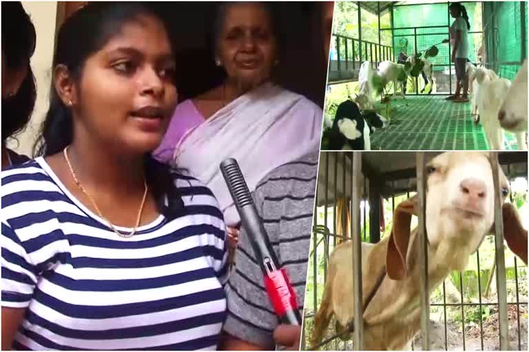 A 10th class girl Proving ability in goat rearing in Alappuzha  ആടുവളർത്തലില്‍ ശ്രദ്ധേയമായി ഒരു പത്താം ക്ലാസുകാരി  ചേര്‍ത്തല സെന്‍റ് ജോസഫ്‌സ് ഹൈസ്ക്കൂള്‍  Cherthala St. Joseph's High School  Alappuzha  ആലപ്പുഴ  ആലപ്പുഴ വാര്‍ത്ത  Alappuzha news