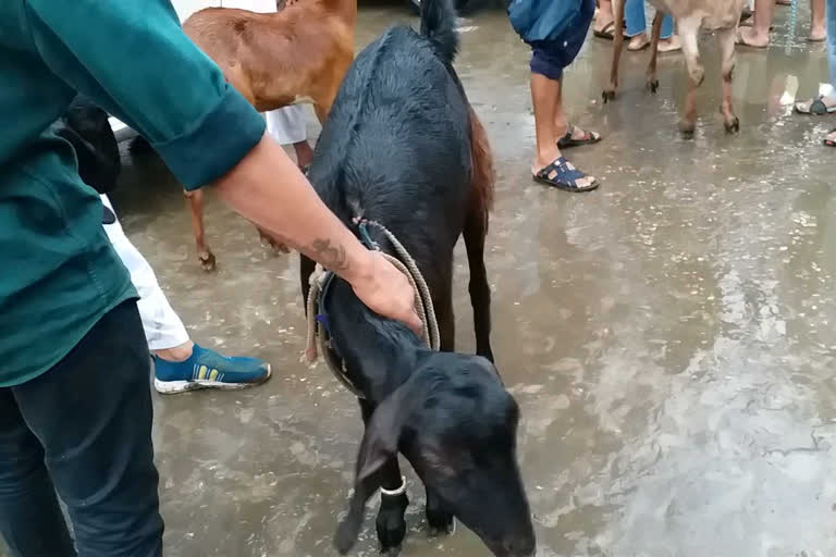 Crowds of cattle buyers in view of Eid-ul-Adha