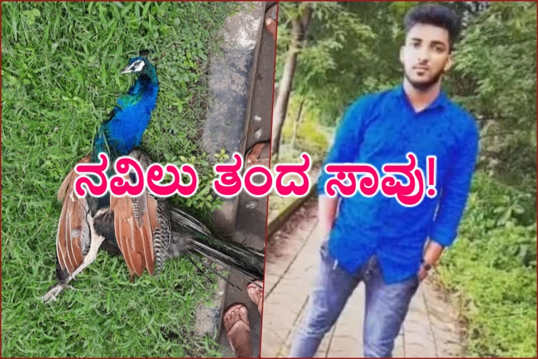 Road accident in Udapi  Road accident  Road accident in Udapi  ನವಿಲು ಡಿಕ್ಕಿ ದ್ವಿಚಕ್ರ ವಾಹನ ಸವಾರ ಸ್ಥಳದಲ್ಲೇ ಸಾವು  ದ್ವಿಚಕ್ರ ವಾಹನ ಸವಾರ ಸ್ಥಳದಲ್ಲೇ ಸಾವು  ರಸ್ತೆ ಅಪಘಾತ ದ್ವಿಚಕ್ರ ವಾಹನ ಸವಾರ ಸ್ಥಳದಲ್ಲೇ ಸಾವು