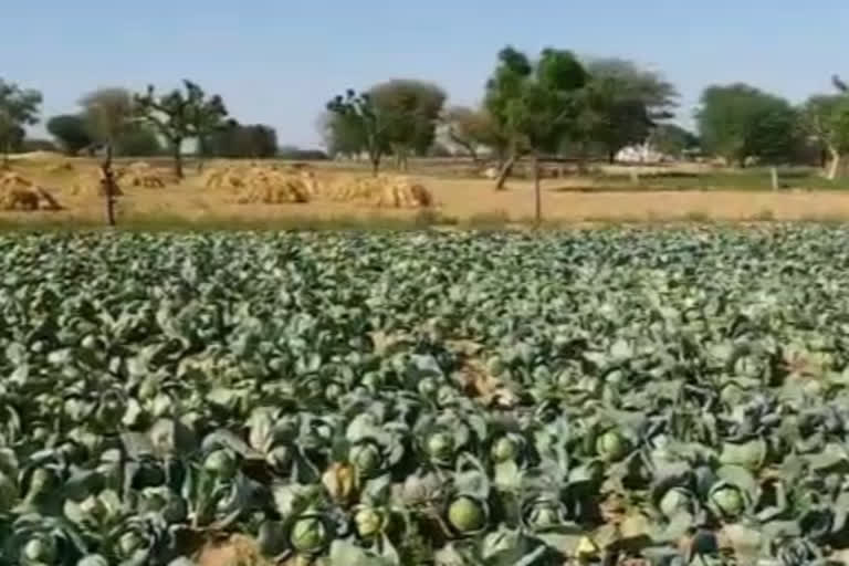 राजस्थान में एग्रो प्रोजेक्ट स्थापित, Agro project established in Rajasthan