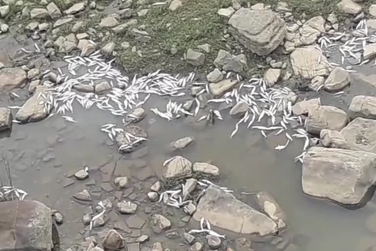 dead fish lying in the river