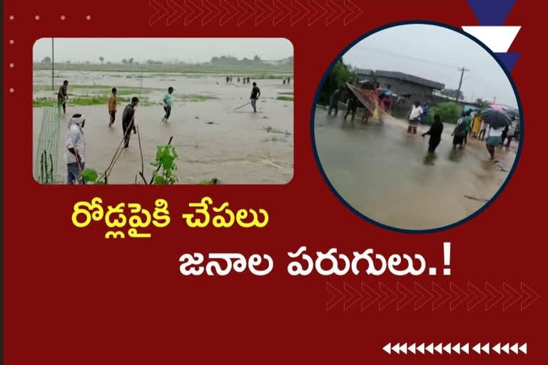 fishes hunting at villages