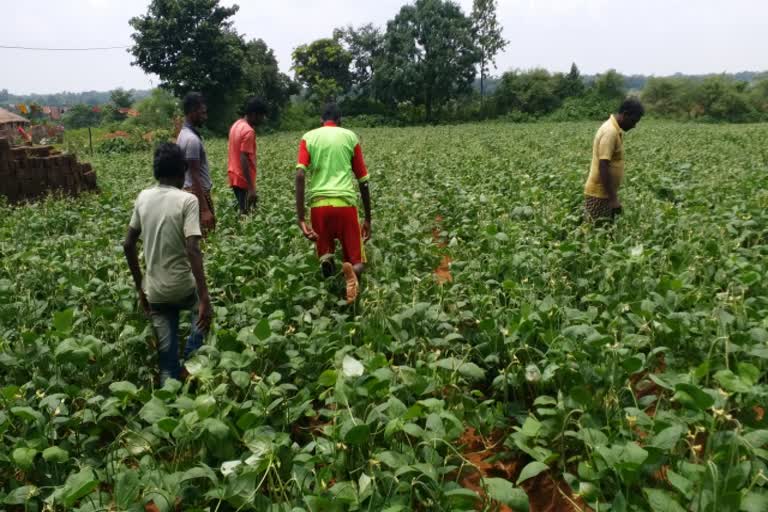 farmers are becoming self-sufficient by cultivating vegetables in jamtara