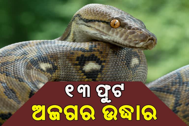 ଗାଁ ଭିତରୁ ଉଦ୍ଧାର ହେଲା 13 ଫୁଟ ଲମ୍ବର ଅଜଗର