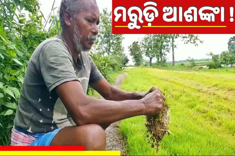 No rain at the right time, Farmers fears drought, drought situation in western odisha, ହେଉନାହିଁ ବର୍ଷା, ମରୁଡ଼ି ଆଶଙ୍କାରେ ଚାଷୀ, ଚାଷୀଙ୍କୁ ମରୁଡି ଚିନ୍ତା, ପଶ୍ଚିମ ଓଡ଼ିଶା ଚାଷୀ