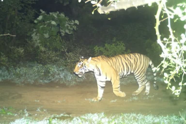 tigress ST-10, बाघिन ST-10, सरिस्का