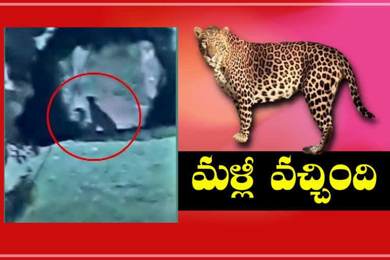 cheetah in tirumala