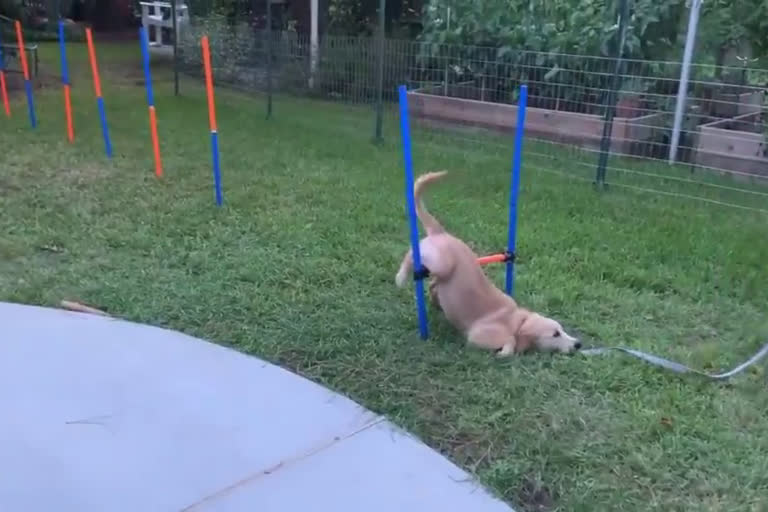 Puppy Refuses To Get Up During Training In Hilarious Video