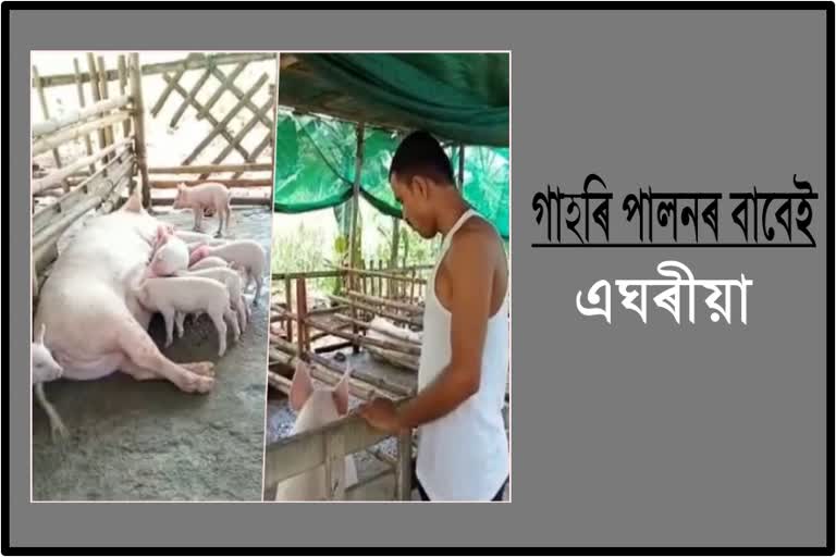 গাহৰি পালন, ব্ৰইলাৰ মাংস বিক্ৰীয়ে এঘৰীয়া কৰিলে পাঁচটা পৰিয়াল