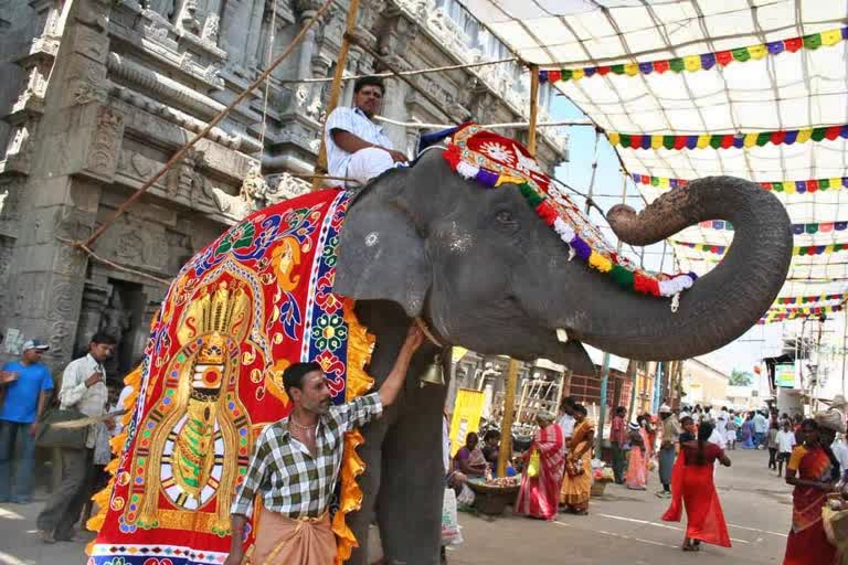 temple elephants safety