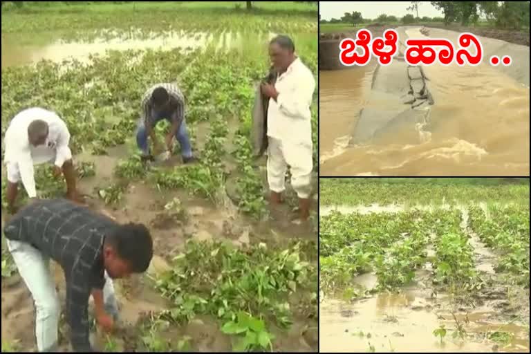 Crop damaged due to water flowing from a broken reservoir at Kalburgi