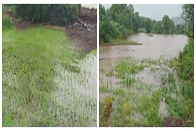 rice farm loss due to heavy rainfall in bhimashankar pune