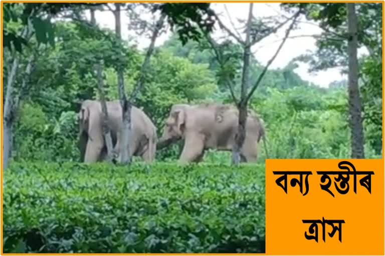 Continuous elephant Terrors At Samguri,Nagaon District