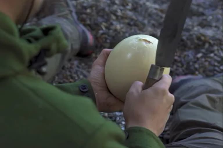 Man cooking ostrich eggs in a Norwegian forest viral video