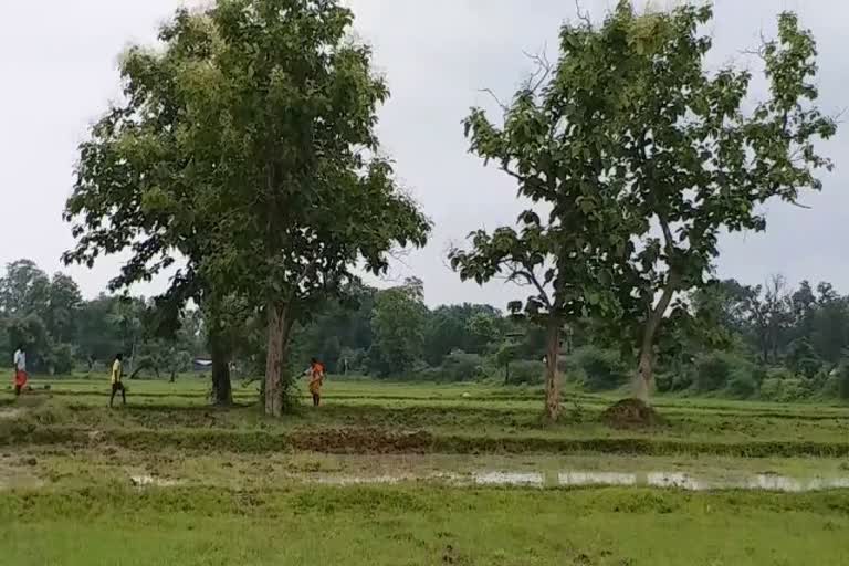 Farming work affected due to less rain in Bijapur district