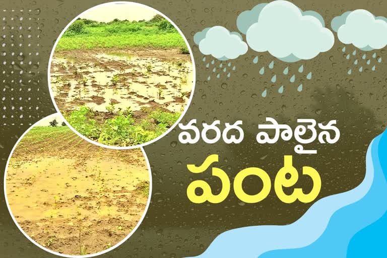 Flood Effect: కుండపోత వర్షాలు... పంటలకు తీరని నష్టం