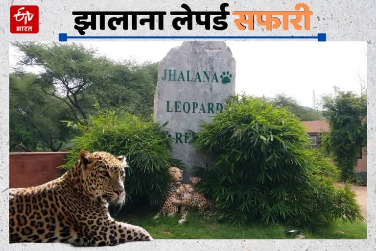 झालाना लेपर्ड सफारी, Jhalana Leopard Safari