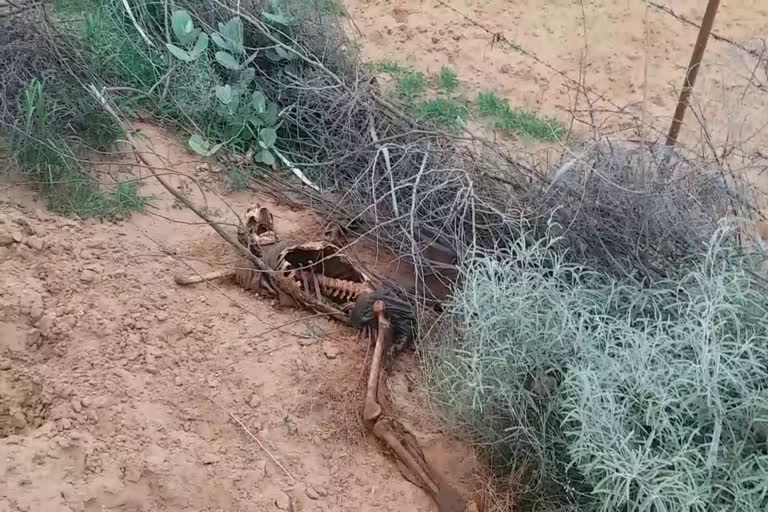 नर कंकाल,  चूरू में नर कंकाल , दिल्ली बीकानेर रोड,  चूरू समाचार , male skeleton,  Male skeleton in Churu,  Delhi Bikaner Road,  Churu News