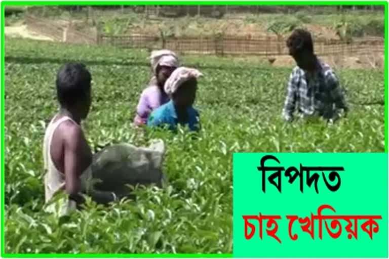 No ligel price get Tea Garden owner In Sarupathar, Golaghat District